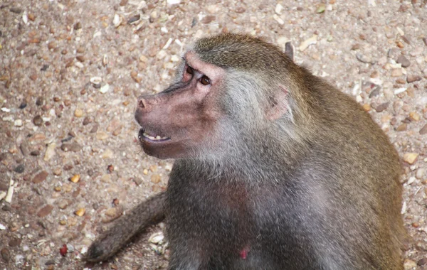 Papion baboon sitting quietly — Stock Photo, Image