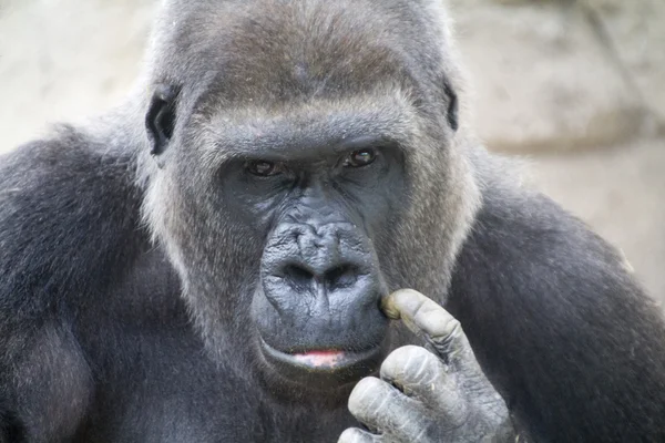 Goril endişe verici gözleri ile — Stok fotoğraf