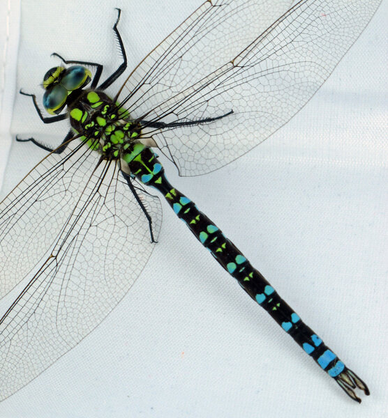 Тихо поставив стрекозу
