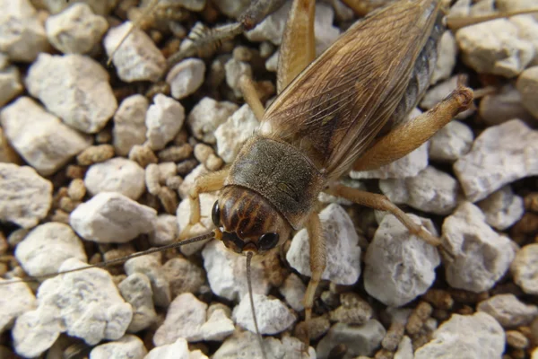 Detail of the body of a cricket — Stock Photo, Image