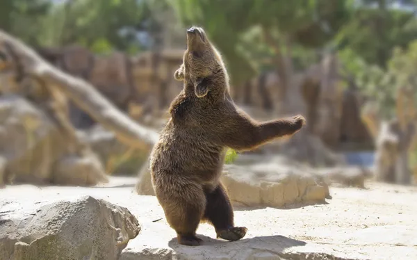 Wielki szczęśliwy tańczący niedźwiedź — Zdjęcie stockowe