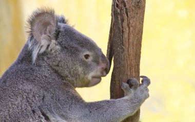 Koala içinde bir okaliptüs