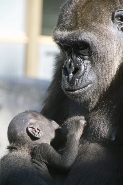 Caring için senin çocuk goril — Stok fotoğraf