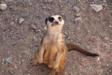 Meerkat - (Suricata suricatta)