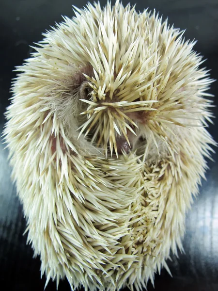 Posing little African hedgehog — Stock Photo, Image