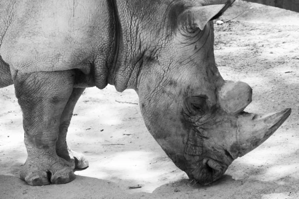 Rhinoceros impressive — Stock Photo, Image