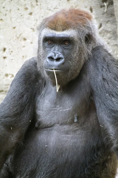 Gorila sentada e relaxada — Fotografia de Stock