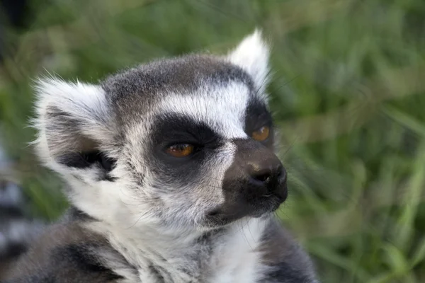 Pretty curious lemur — Stock Photo, Image