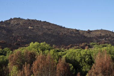 Dağdaki ateş