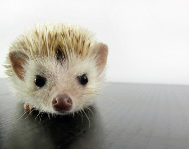 Posing little African hedgehog