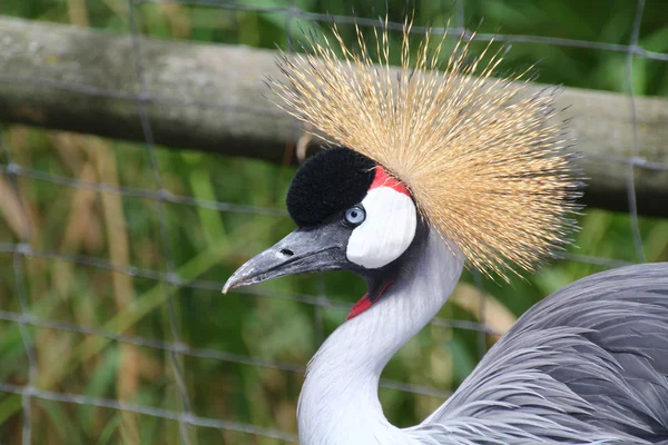 Vackra och färgstarka grå krönt crane — Stockfoto