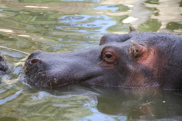 Hipopotam czekając na ofiarę — Zdjęcie stockowe