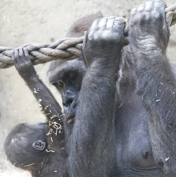 El cuidado de su hijo gorila — Foto de Stock