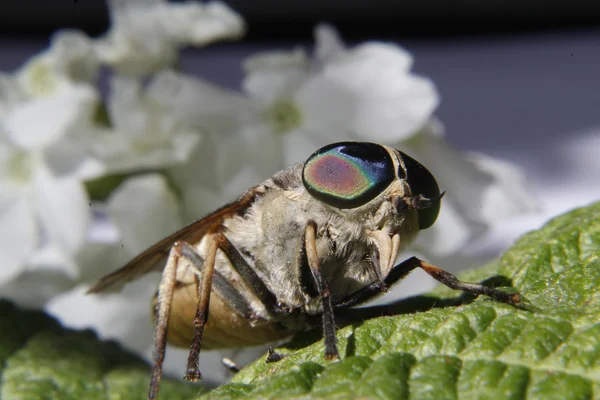 Horsefly a atterri sur une feuille — Photo