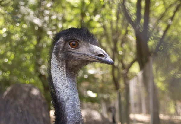 Closeup emu i åben - Stock-foto