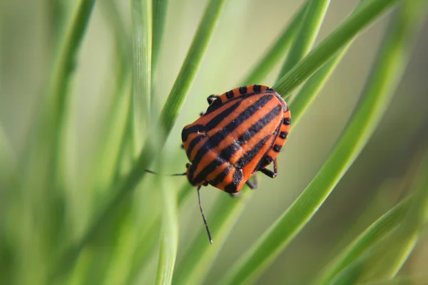 Black red striped bug — Stock Photo, Image