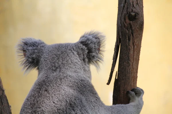 Koala em um eucalipto — Fotografia de Stock