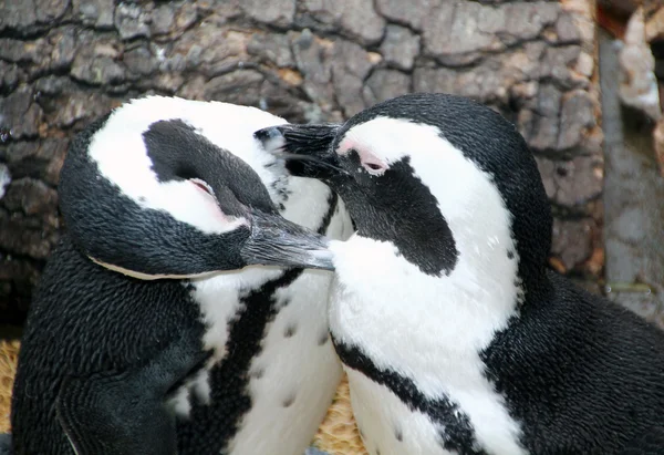 Pingüinos magallánicos simpatizantes — Foto de Stock