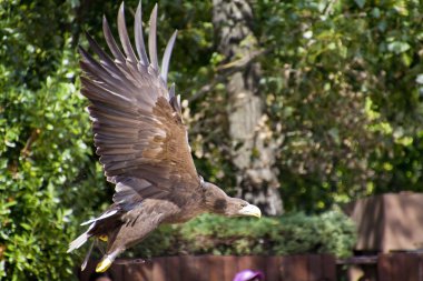 Imperial eagle flying