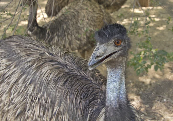 Grande emu andando — Fotografia de Stock