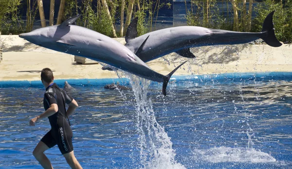 Golfinhos-de-garrafa saltam da água azul — Fotografia de Stock