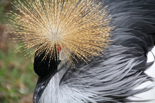 美しく、カラフルなホオジロカンムリヅル — ストック写真