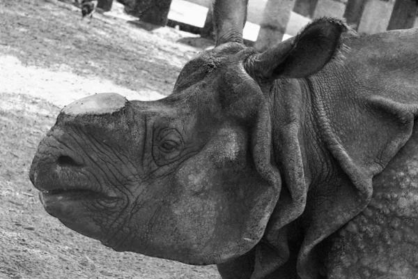 Носорог впечатляет — стоковое фото