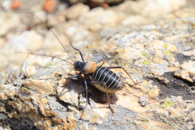 Bush kriket, sierra de madrid tipik