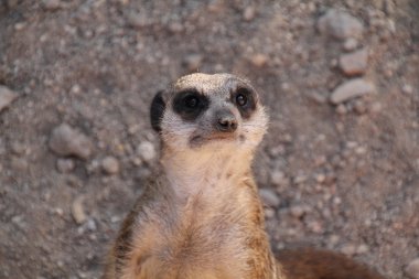 Meerkat - (Suricata suricatta)