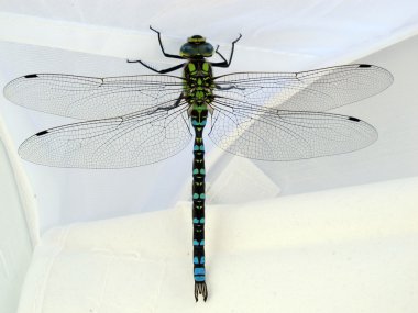 Quietly posing a dragonfly clipart