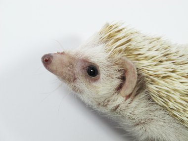 Posing little African hedgehog