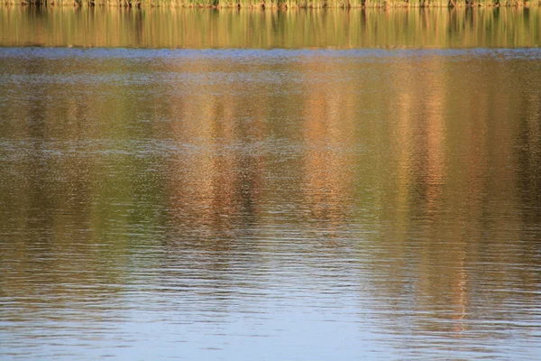Ветви синего озера на закате отражаются в воде — стоковое фото