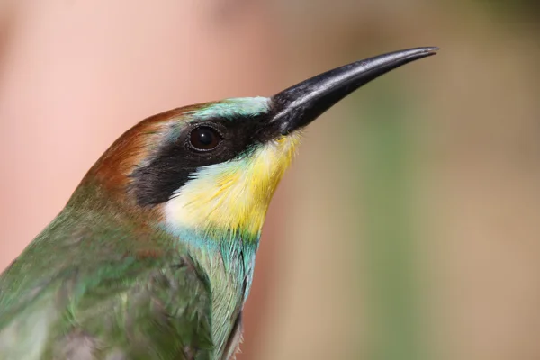 Nice colorful bee-eater — Φωτογραφία Αρχείου