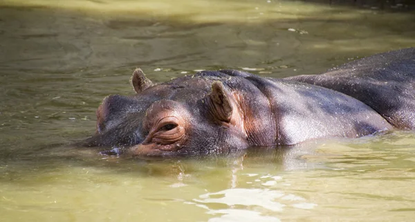 Hipopótamo esperando a su presa — Foto de Stock