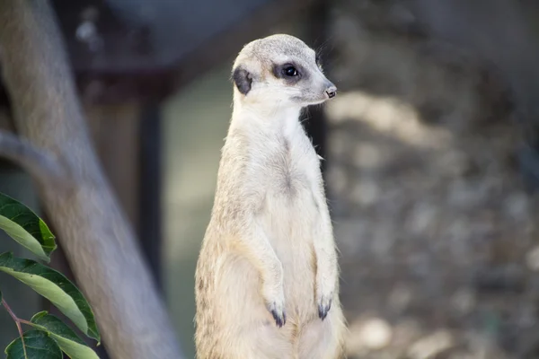 Czujność meerkat — Zdjęcie stockowe