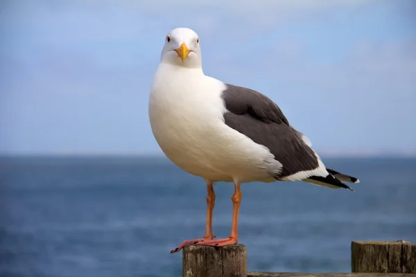 Seagul facing the camera with ocean in the background — Stock Photo, Image