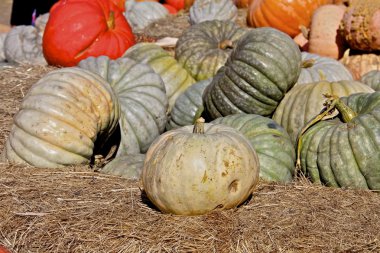 Assorted Thanksgiving Pumpkins on hay