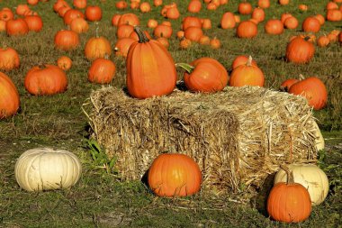 Pumpkins on a hay bale