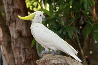 Sulfur Crested cockatoo clipart