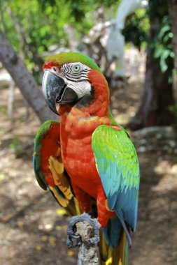 Angry Hybrid Macaw Close-Up