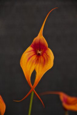 Orange Masdevallia Orchid