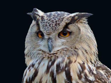 Horned Owl Isolated Portrait