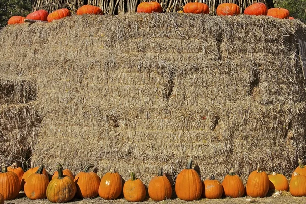 Assorted Thanksgiving Pumpkins on hay — Stock Photo, Image