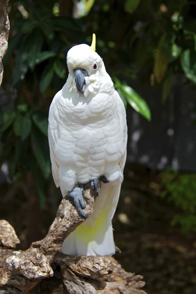 Sulfur Crested Cacatoo in the rainforest — Stockfoto