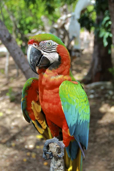 Irritado híbrido Macaw Close-Up — Fotografia de Stock