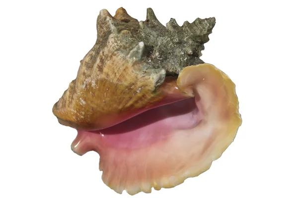 Isolated conch sea shell — Stok fotoğraf