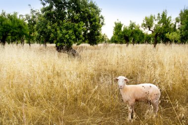 Mediterranean sheep on wheat and almond trees field clipart