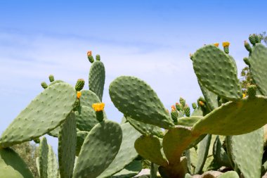 Chumbera nopal cactus plant typical mediterranean clipart