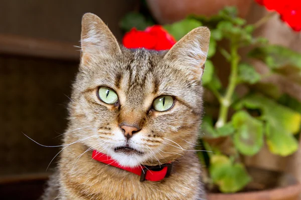 Dettaglio viso gatto con occhi verdi e fiori — Foto Stock