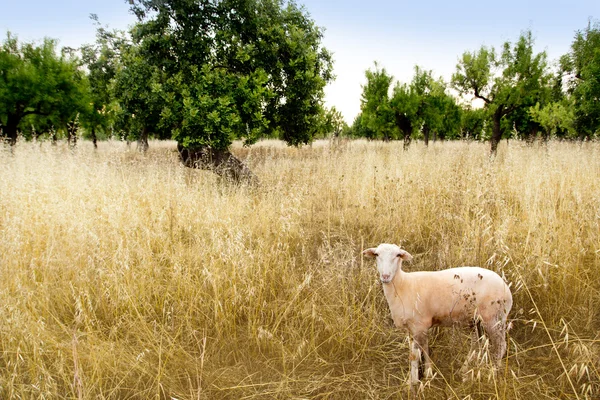 Mediterranean sheep on wheat and almond trees field — Stock Photo, Image